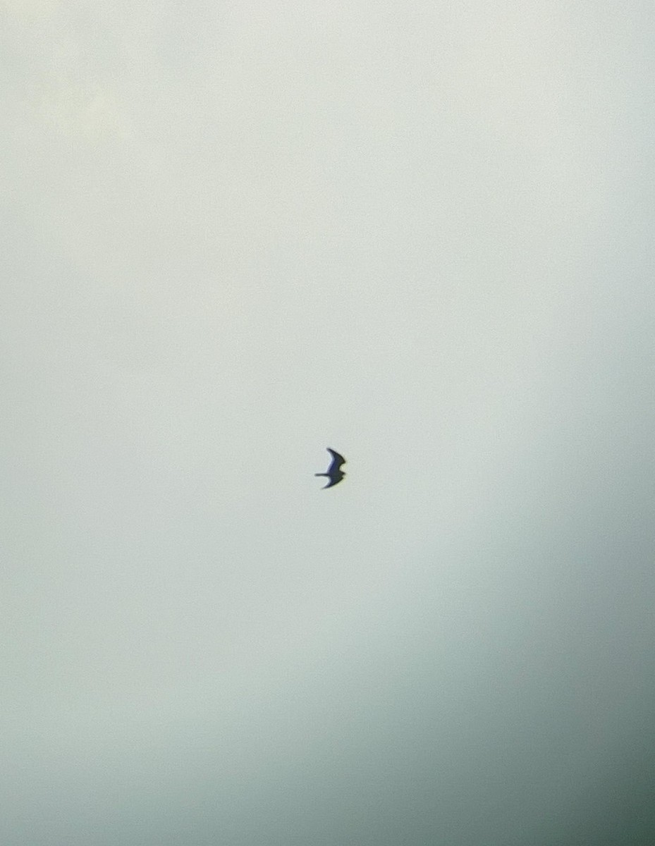 Black-winged Kite - Steffin Babu