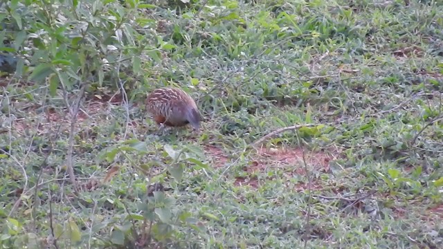 Barred Buttonquail - ML242748231