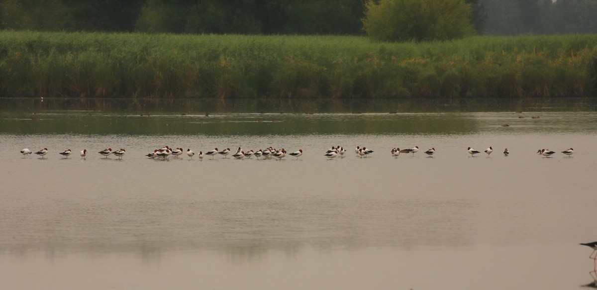 Red-necked Avocet - ML242748851