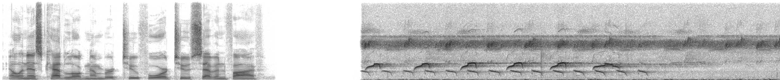 Dull-capped Attila - ML24275