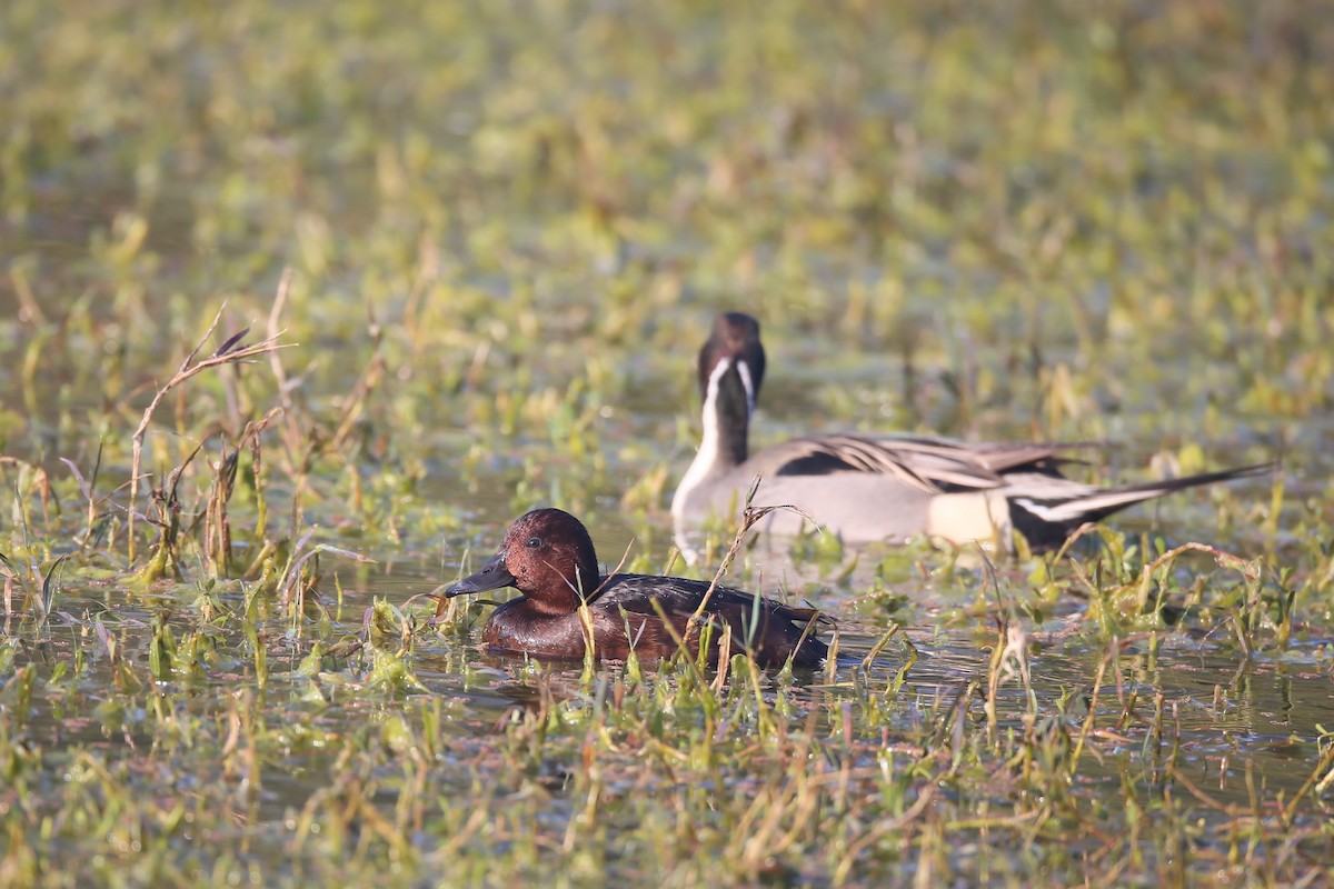 Ferruginous Duck - Ting-Wei (廷維) HUNG (洪)