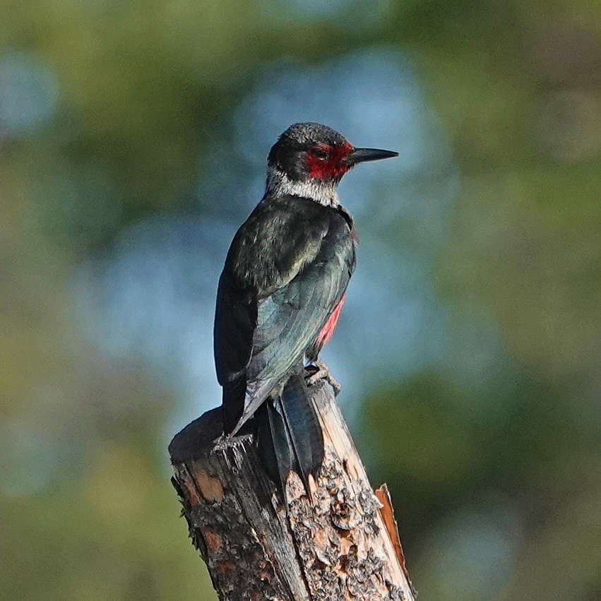 Lewis's Woodpecker - ML242751791