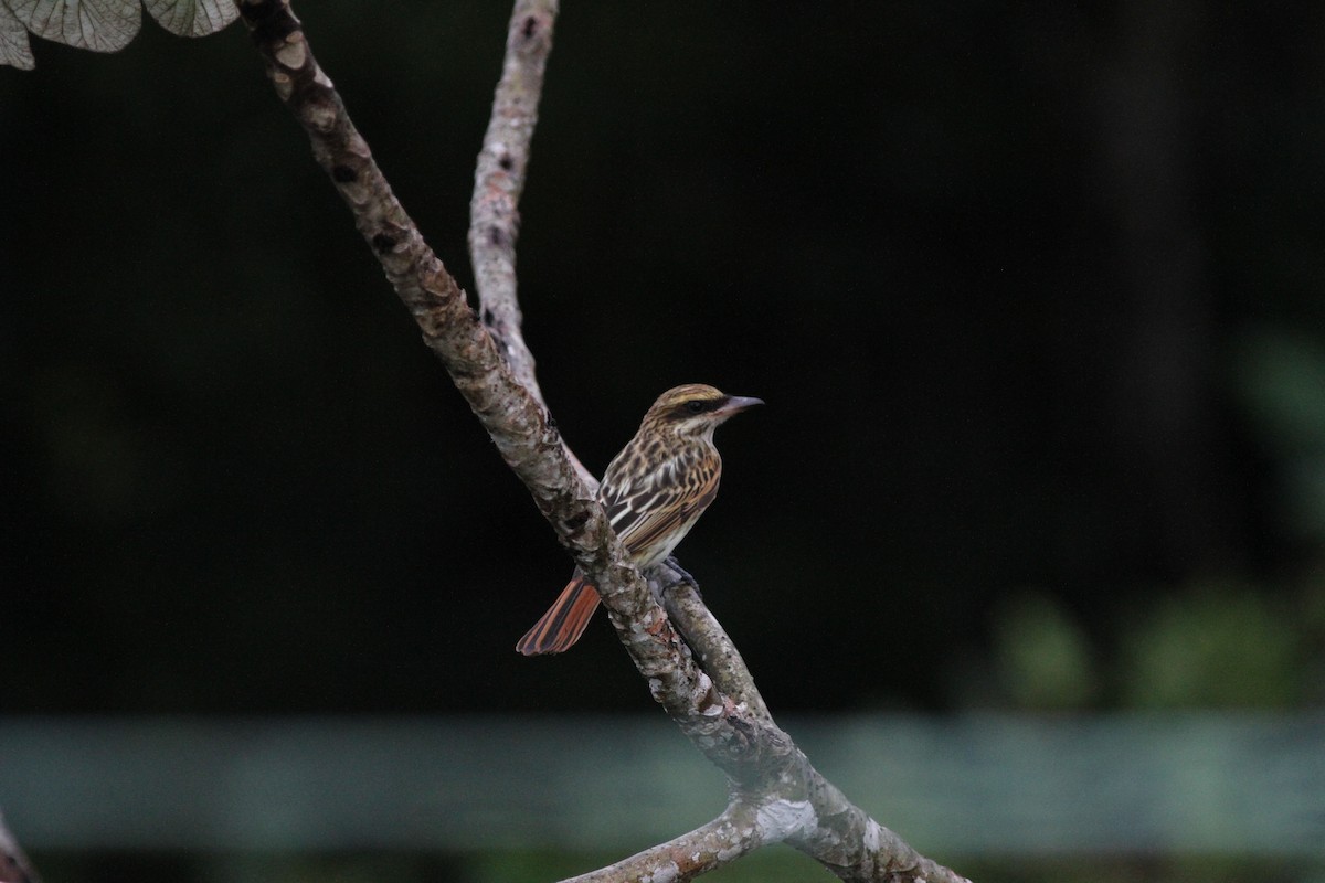 Streaked Flycatcher (Northern) - ML242753971