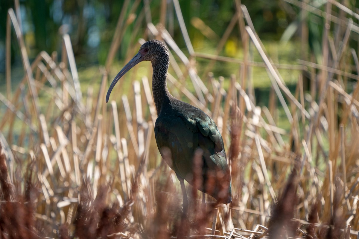 ibis americký - ML242756951