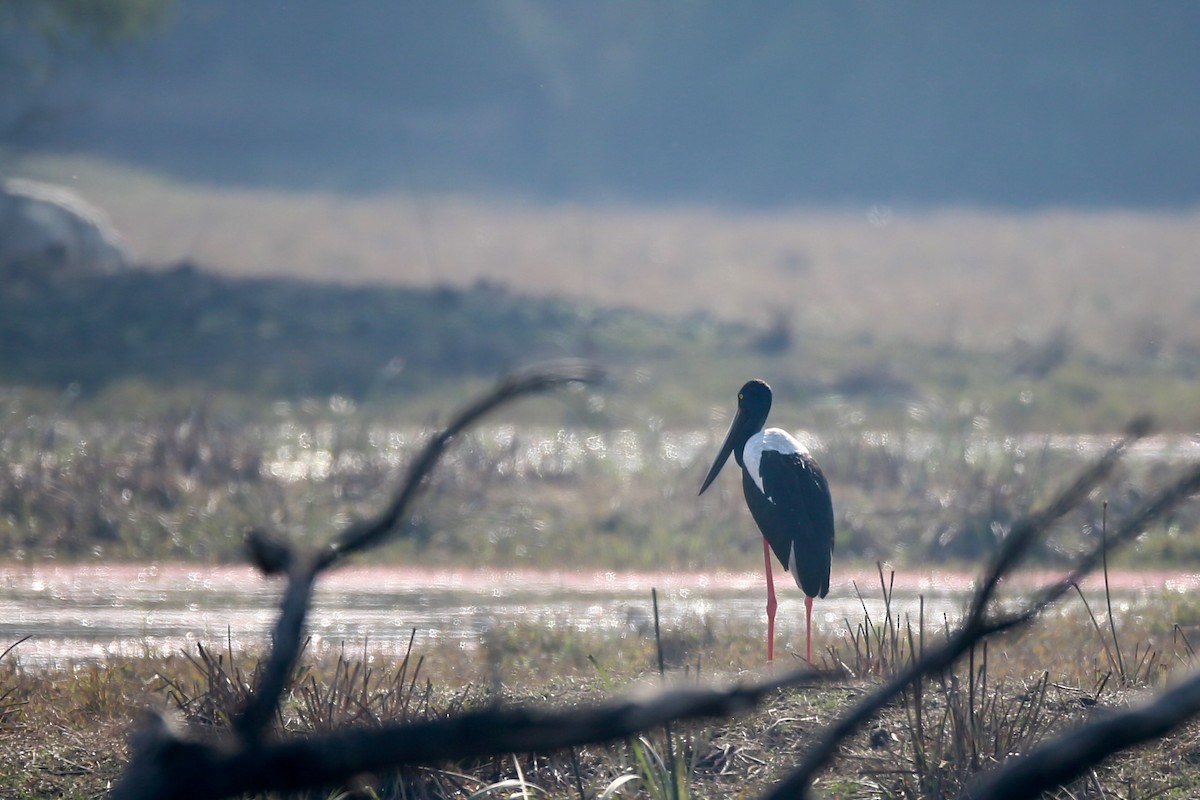 Black-necked Stork - ML24275701