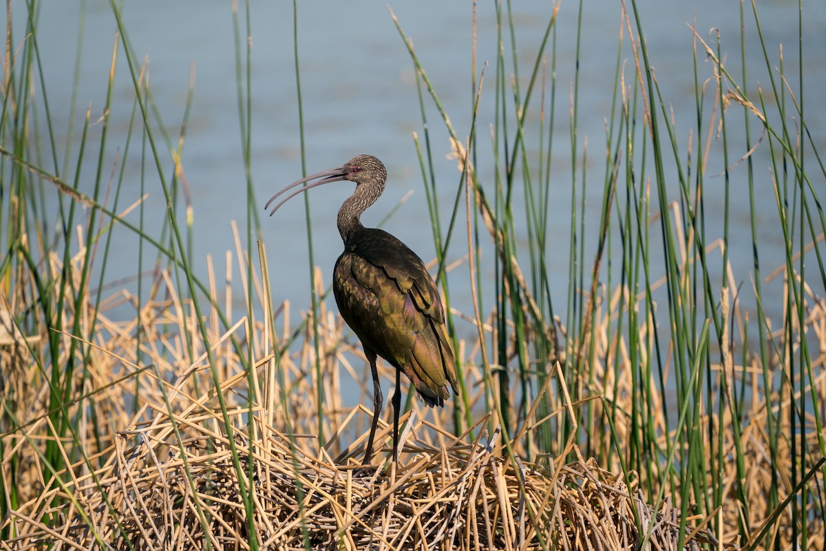 ibis americký - ML242757181