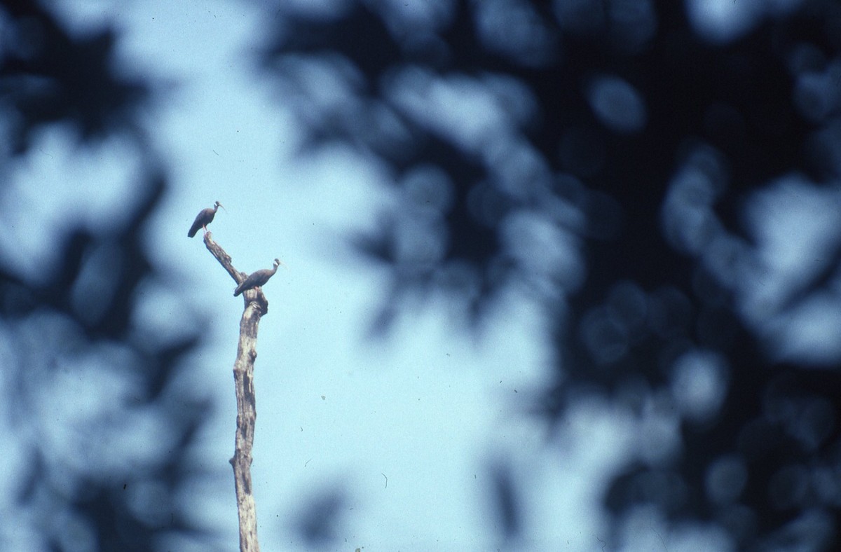 White-shouldered Ibis - ML242757241