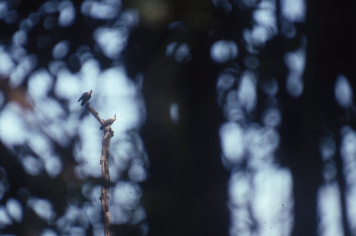 White-shouldered Ibis - ML242757251