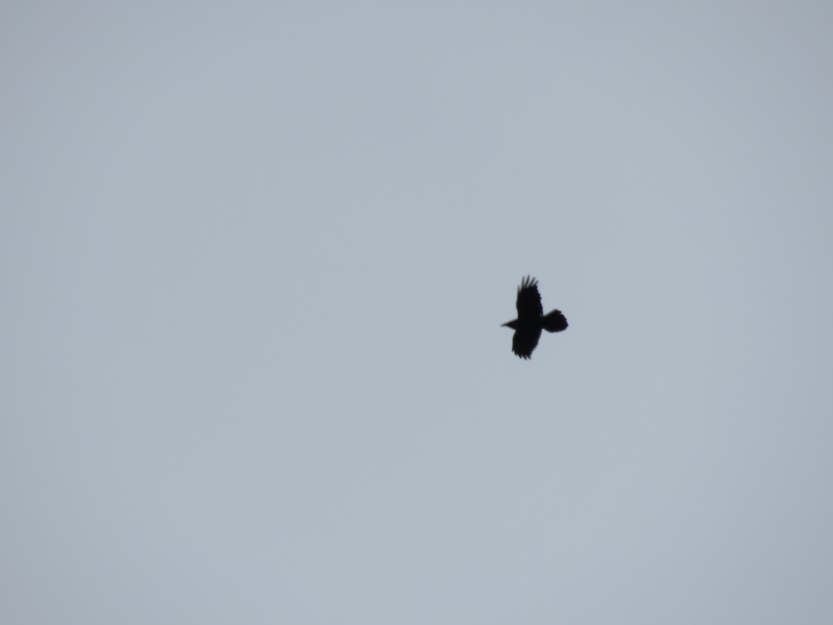 Common Raven - ML242757351