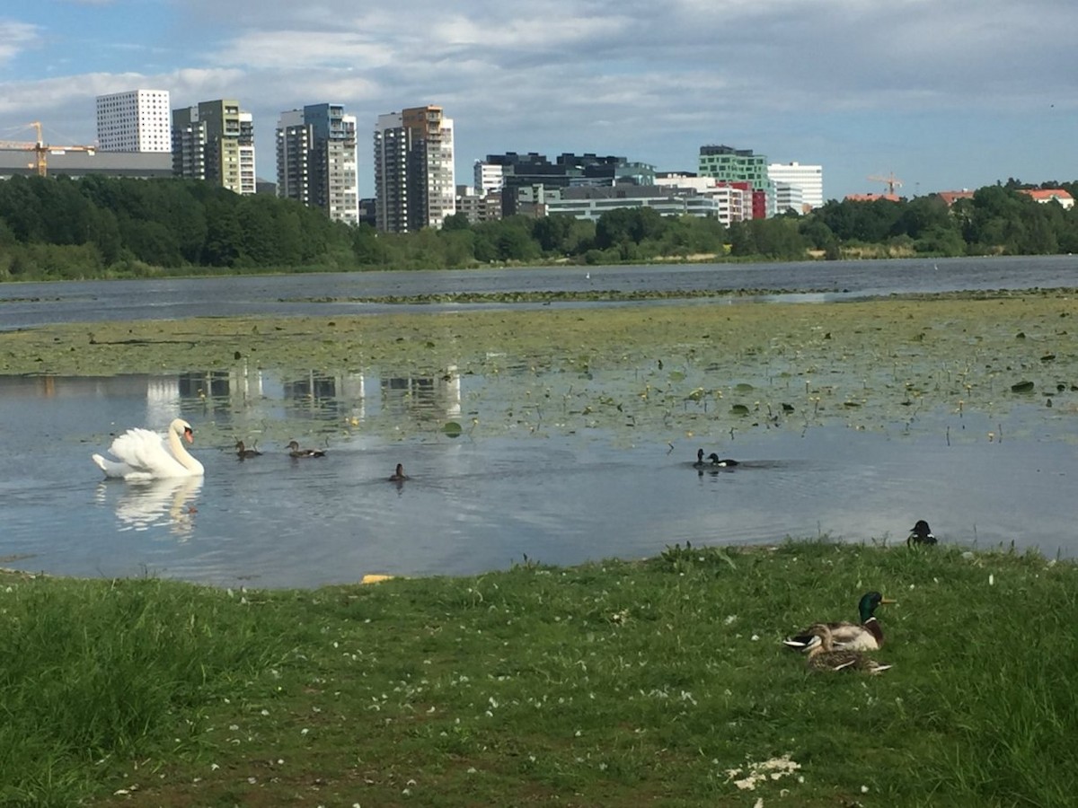 Cygne tuberculé - ML242757891