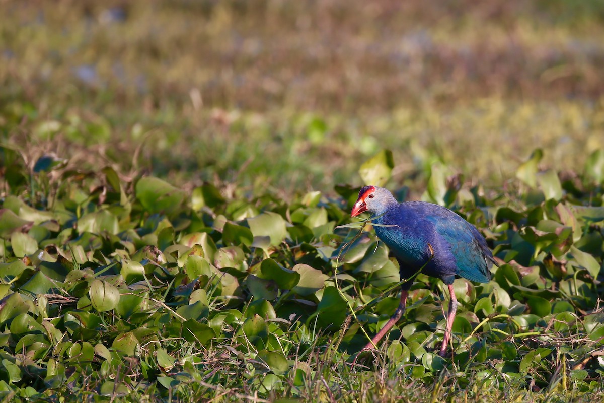 Gray-headed Swamphen - Ting-Wei (廷維) HUNG (洪)