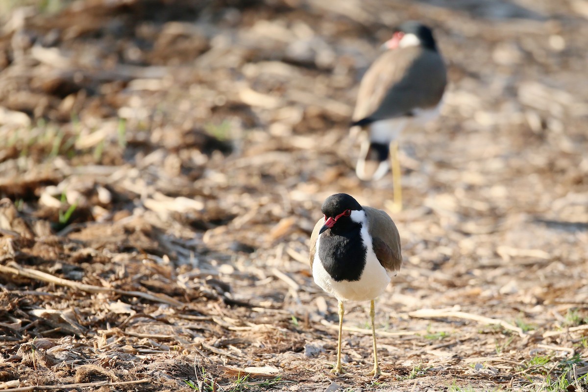 Red-wattled Lapwing - ML24275841