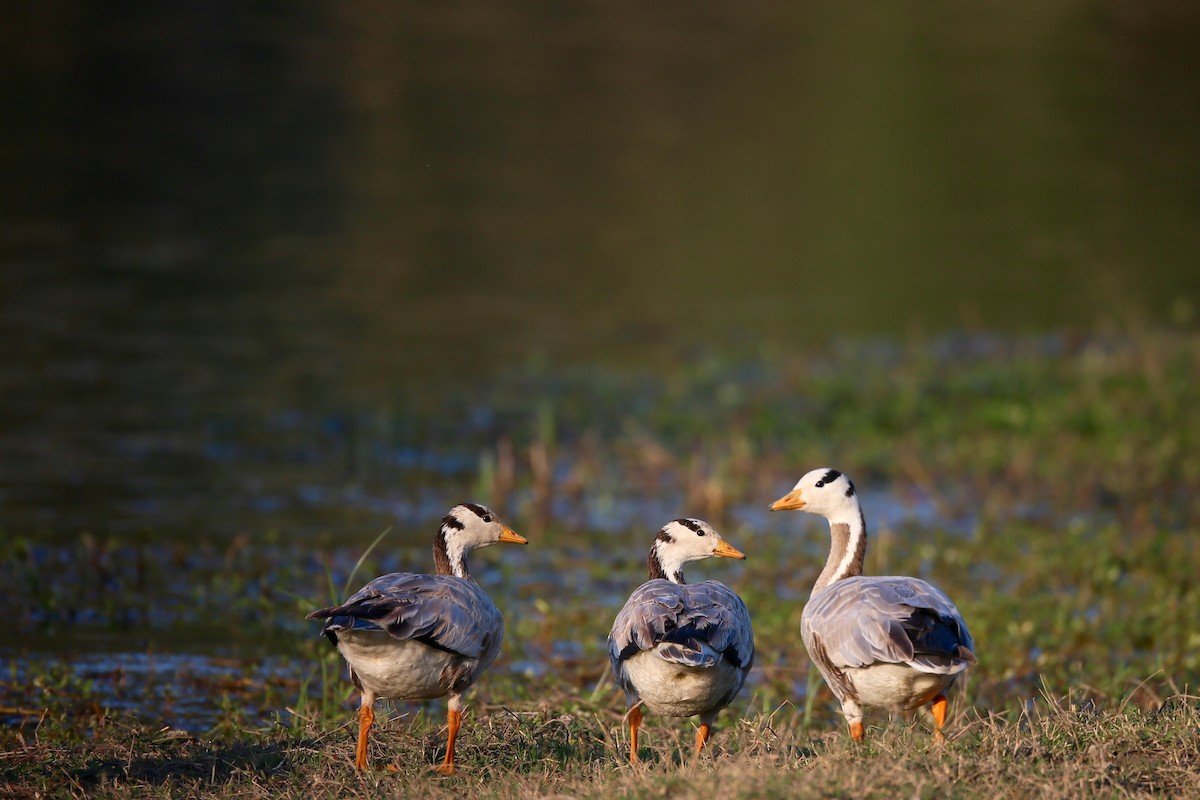 Bar-headed Goose - ML24275881