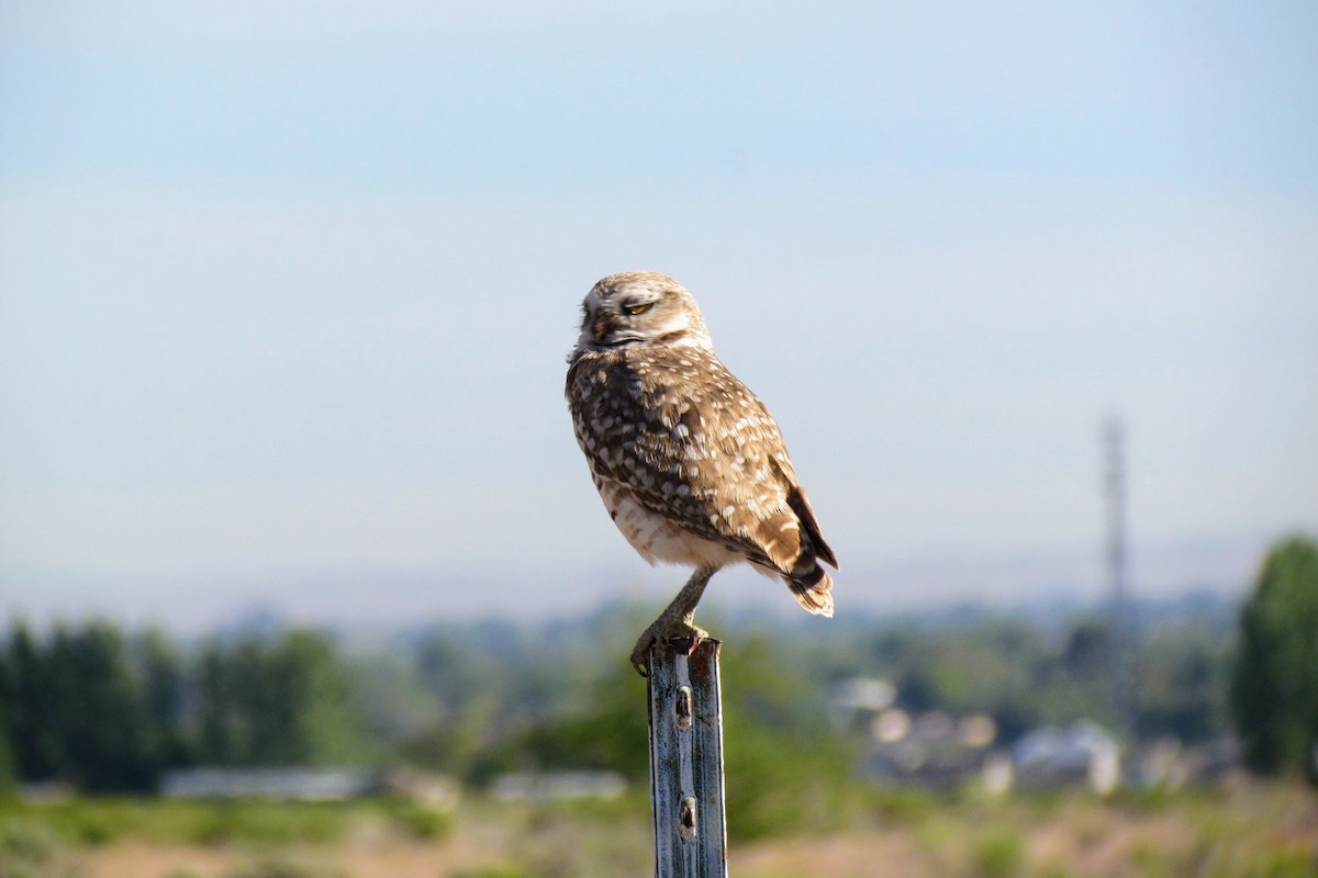 Burrowing Owl - ML242759961