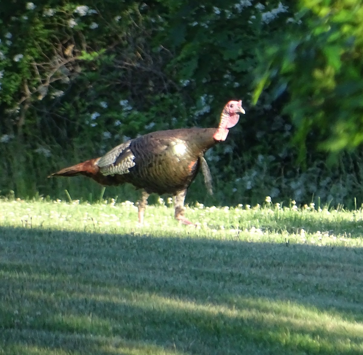 Wild Turkey - ML242761861