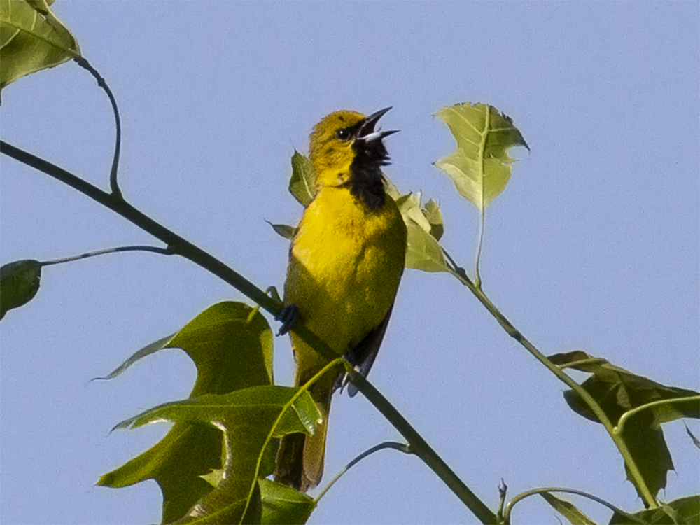 Orchard Oriole - ML242762361