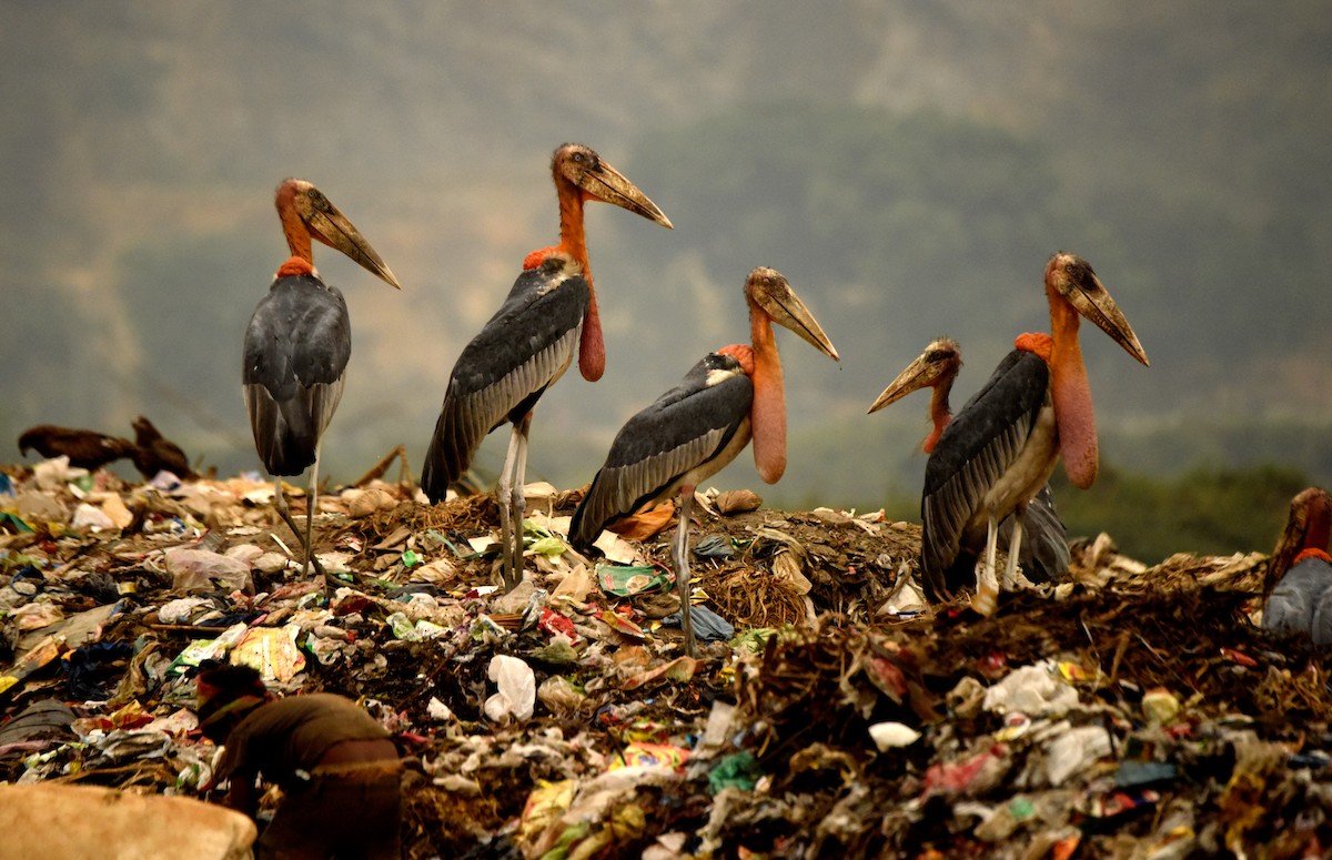 Greater Adjutant - Savithri Singh