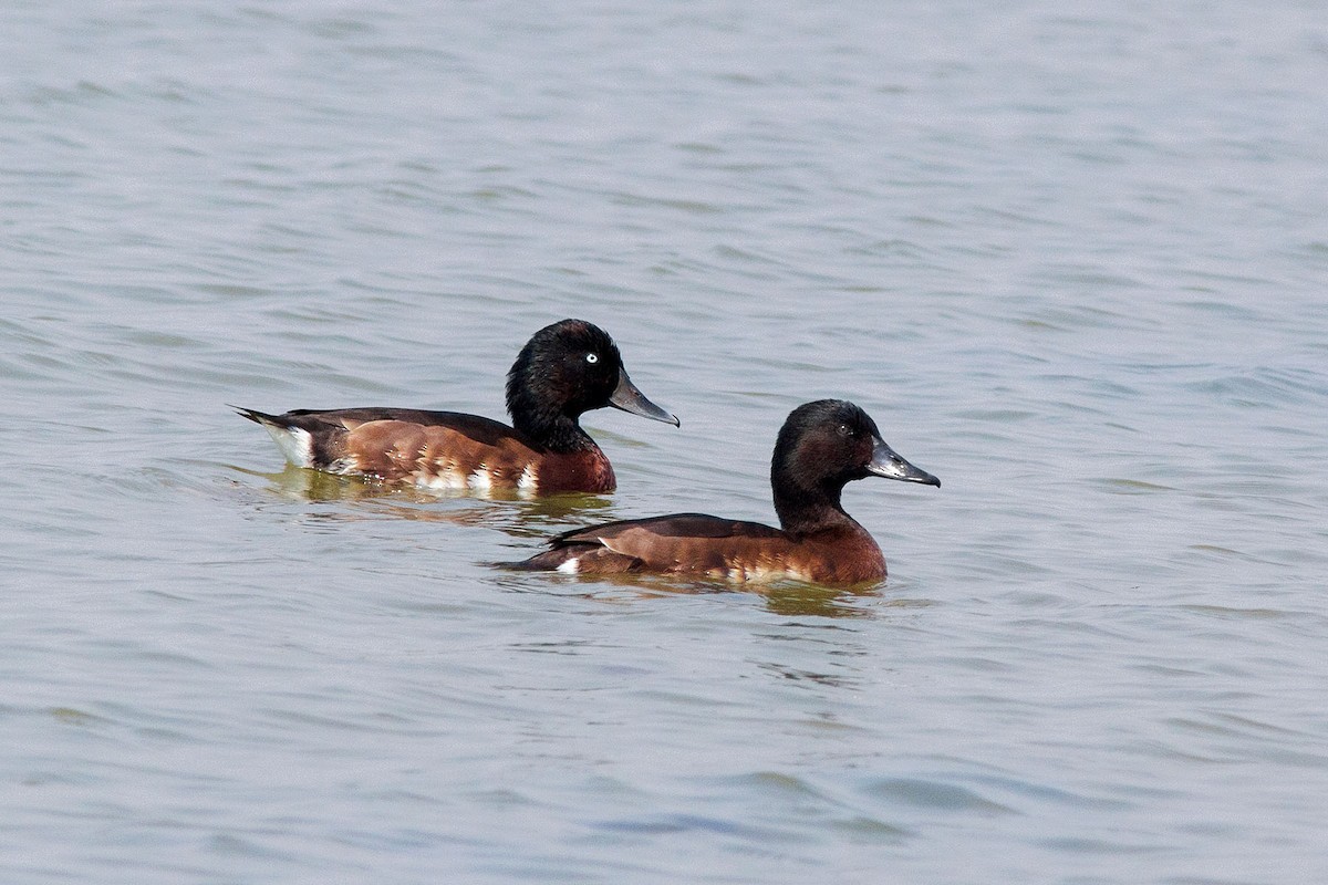 Baer's Pochard - ML24276381