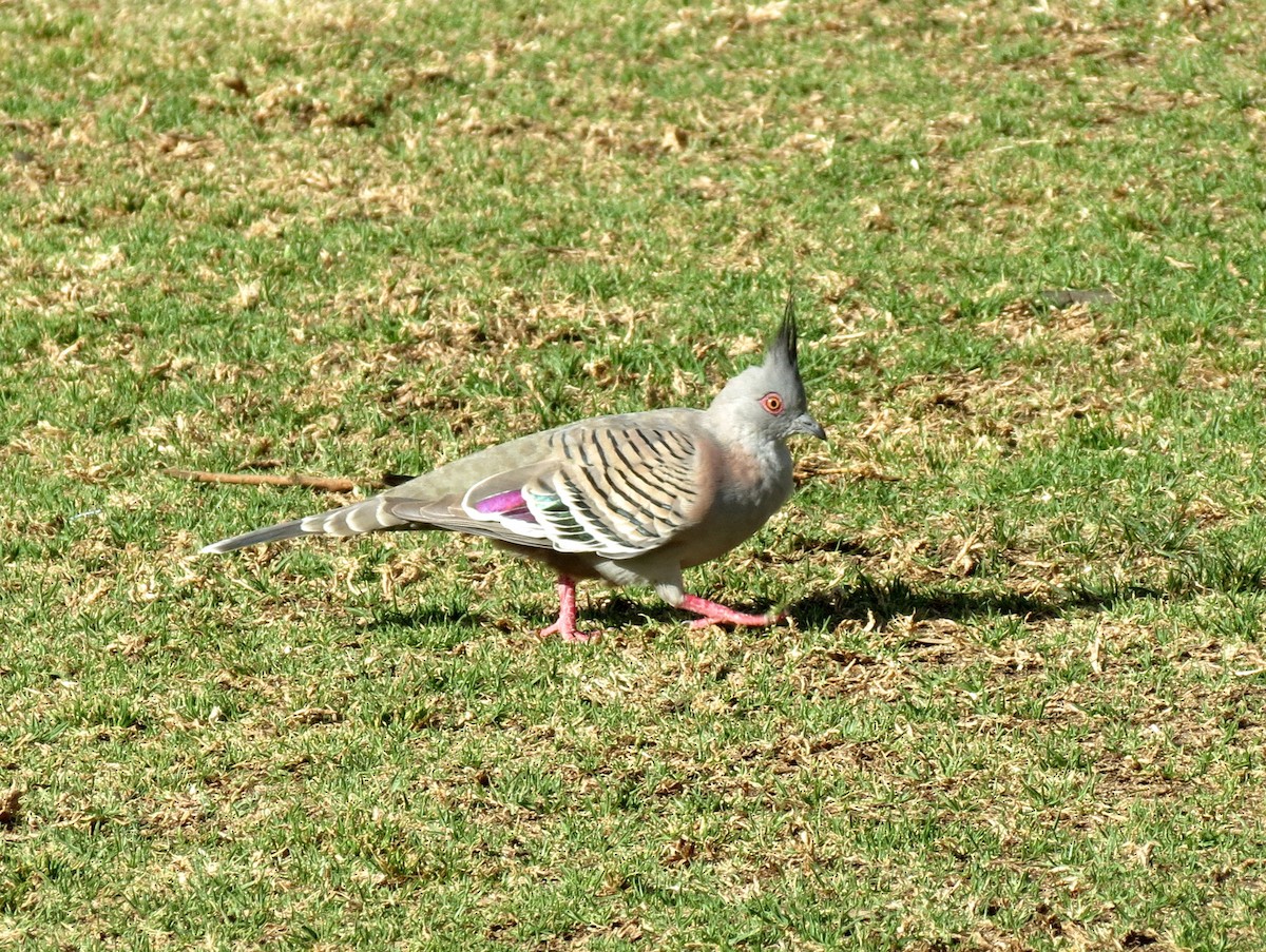 Crested Pigeon - ML242763851