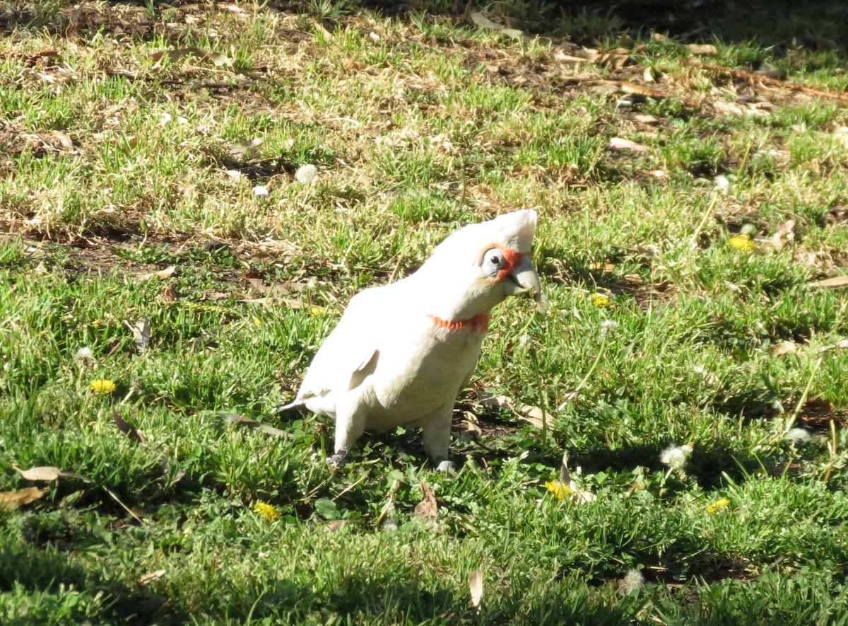 Long-billed Corella - ML242764031