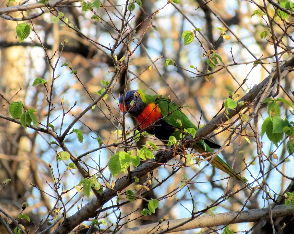 Rainbow Lorikeet - ML242764091