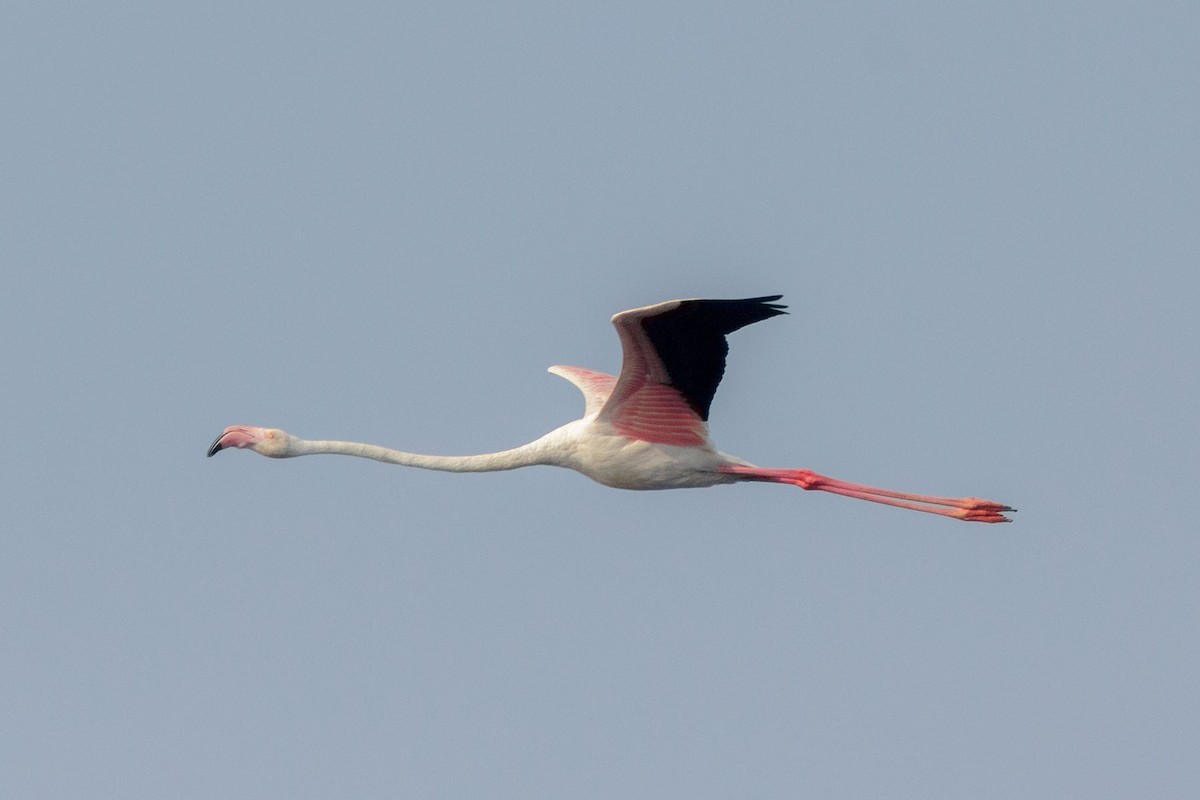 Greater Flamingo - Pornpat Nikamanon
