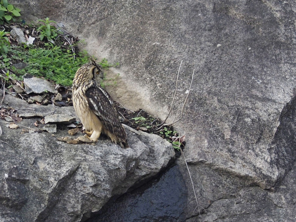 Rock Eagle-Owl - ML242765391