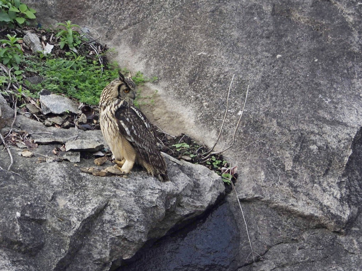 Rock Eagle-Owl - ML242765411