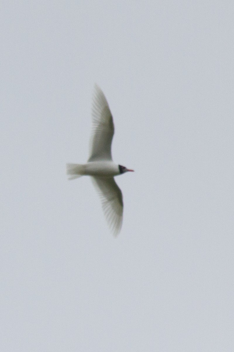 Mediterranean Gull - Gonzalo Deán