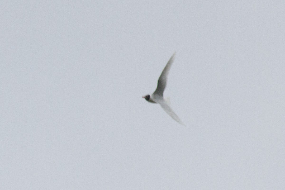 Mediterranean Gull - Gonzalo Deán