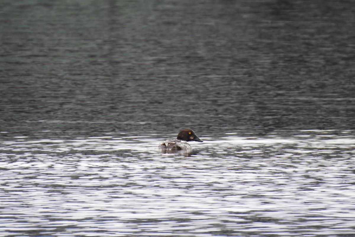 Common Goldeneye - Dan Belter