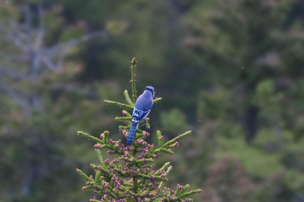 Blue Jay - ML242767341