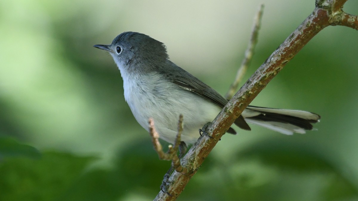 Blue-gray Gnatcatcher - ML242767601