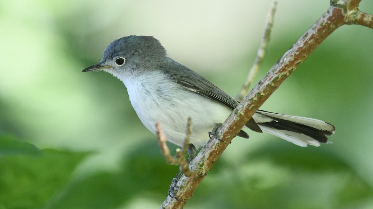 Blue-gray Gnatcatcher - ML242767611