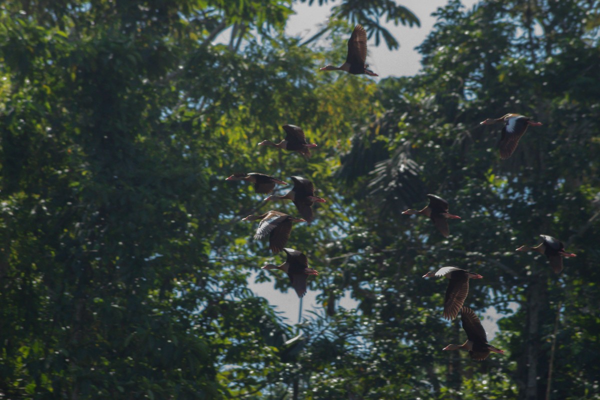 Black-bellied Whistling-Duck - ML242768361