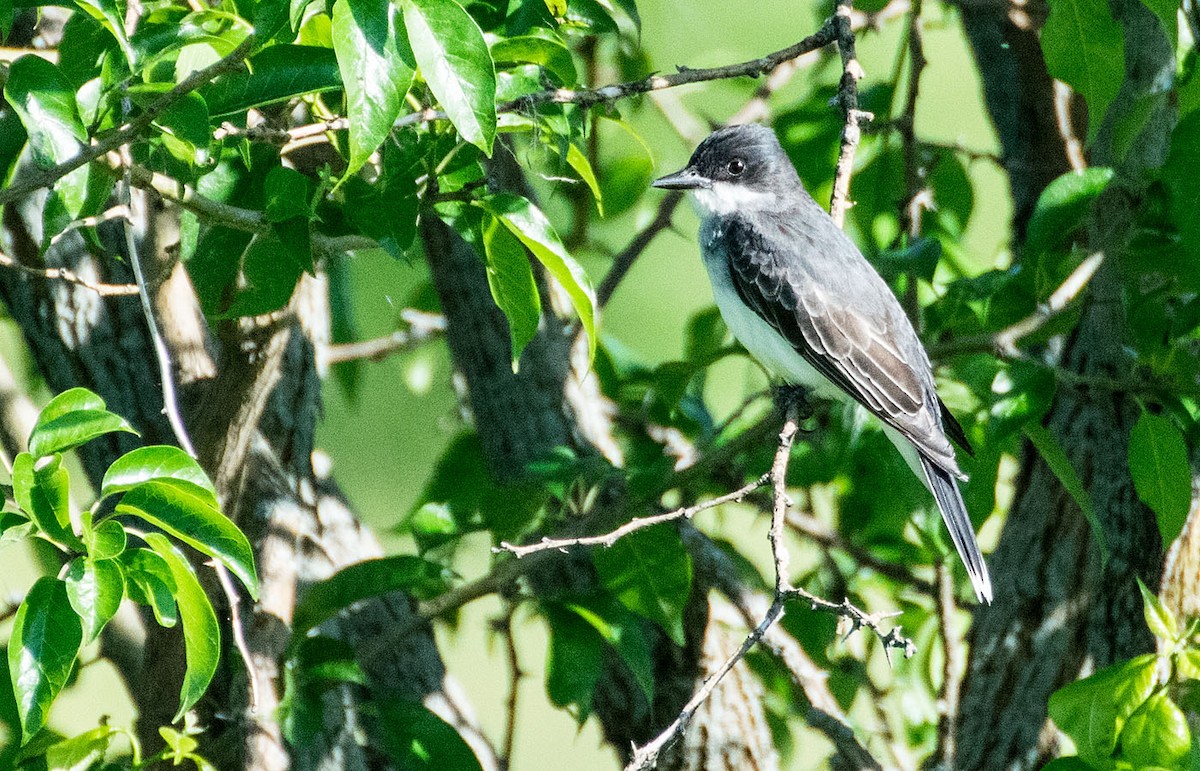 Eastern Kingbird - Dennis Endicott