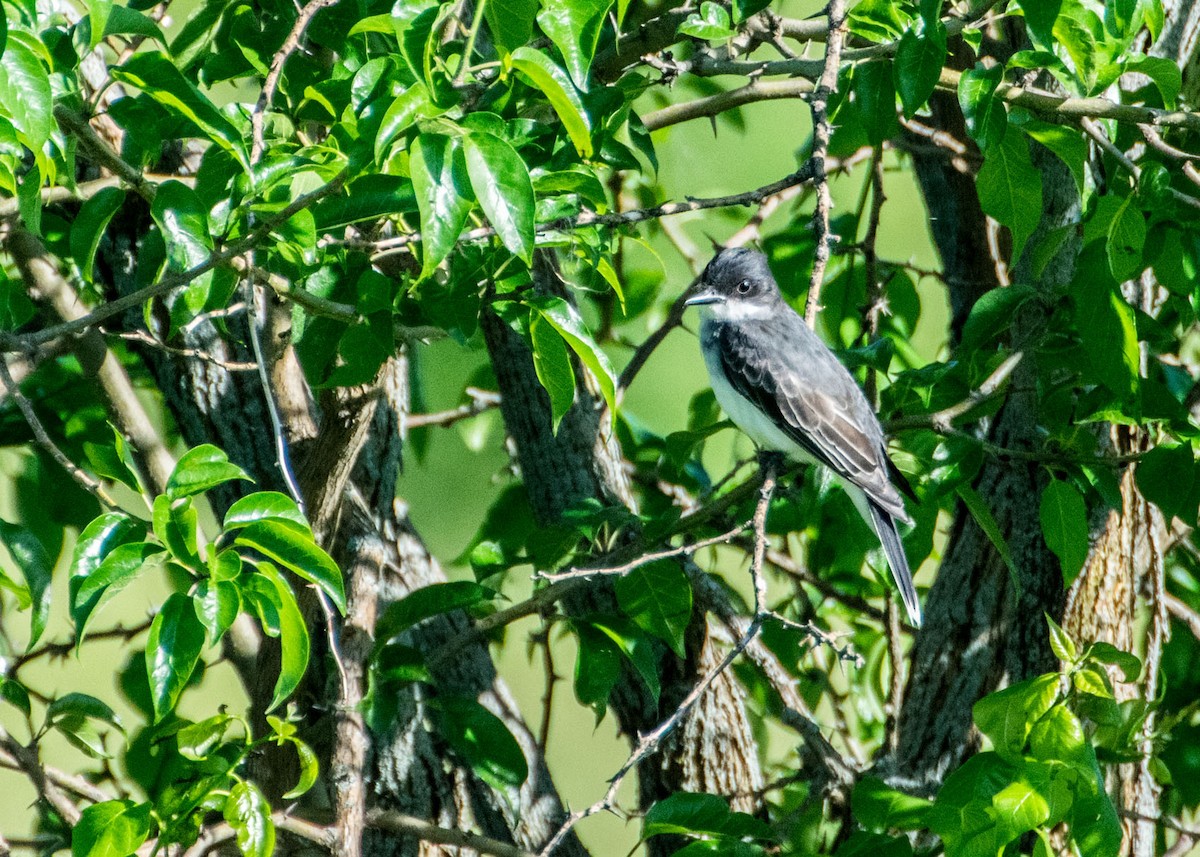 Eastern Kingbird - Dennis Endicott