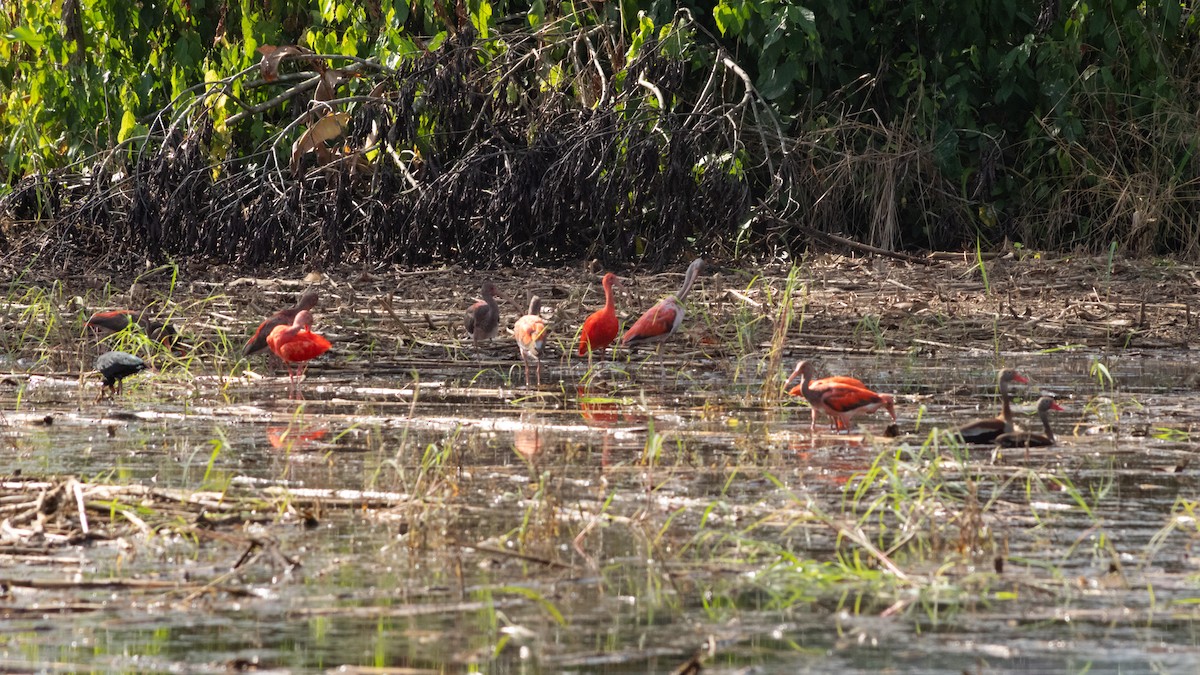 Scarlet Ibis - ML242769251