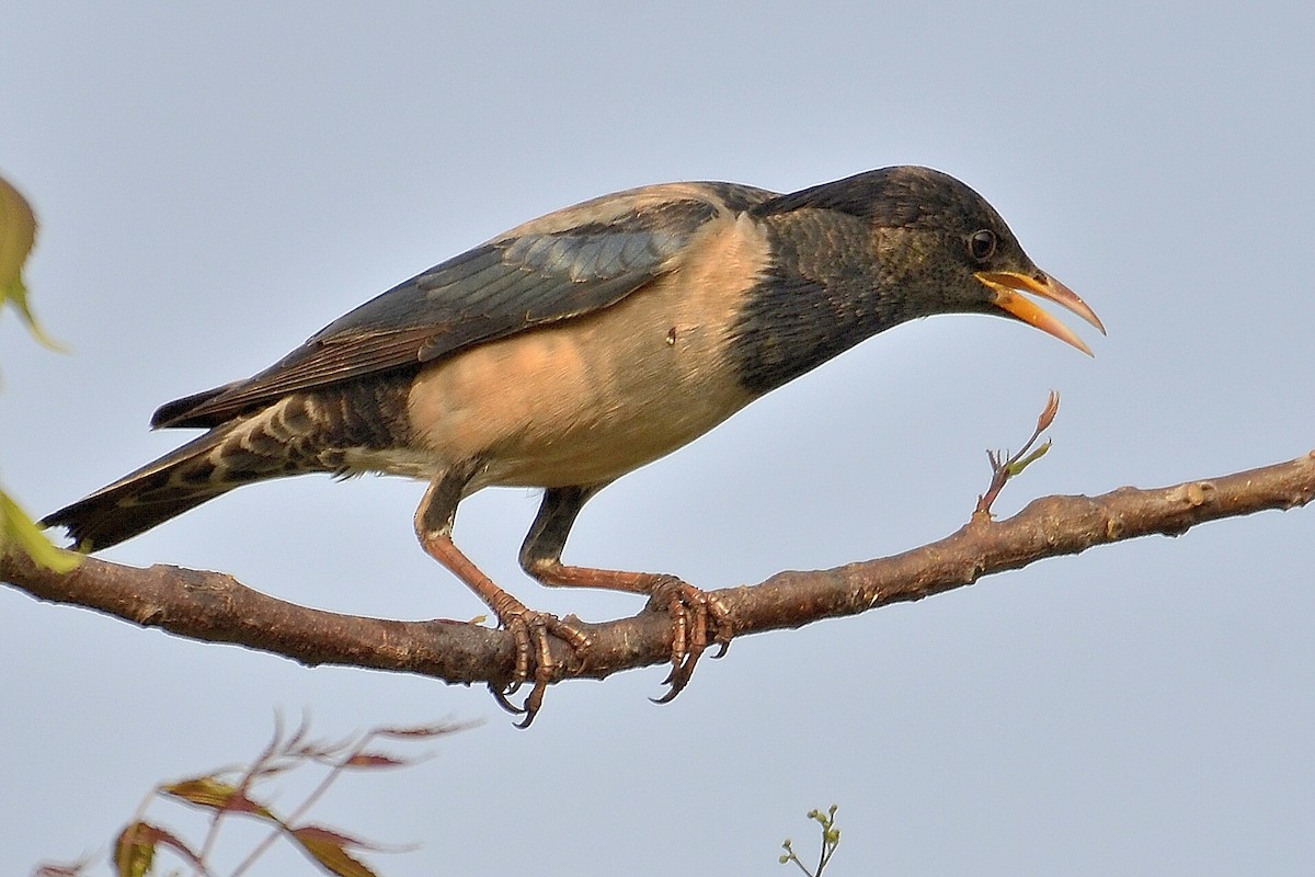 Rosy Starling - ML242769941