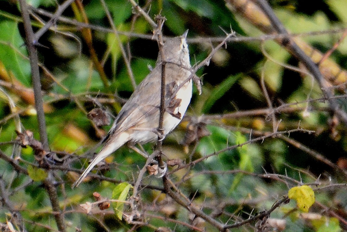 ub. fugl (Aves sp.) - ML242770151