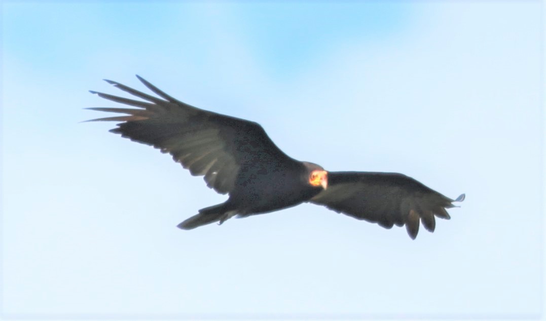 Greater Yellow-headed Vulture - ML242770471