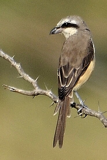 Long-tailed Shrike - Govindarajan Raghavan
