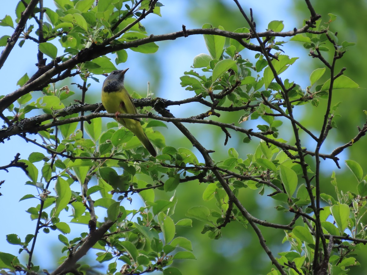 Mourning Warbler - ML242771781