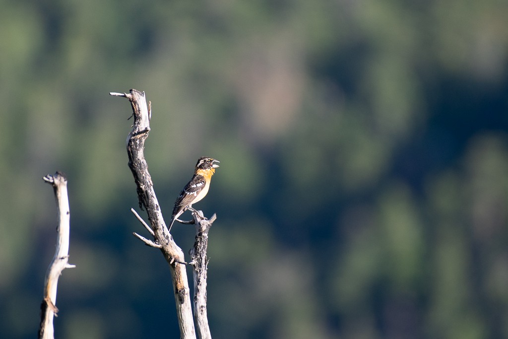 Black-headed Grosbeak - ML242772141