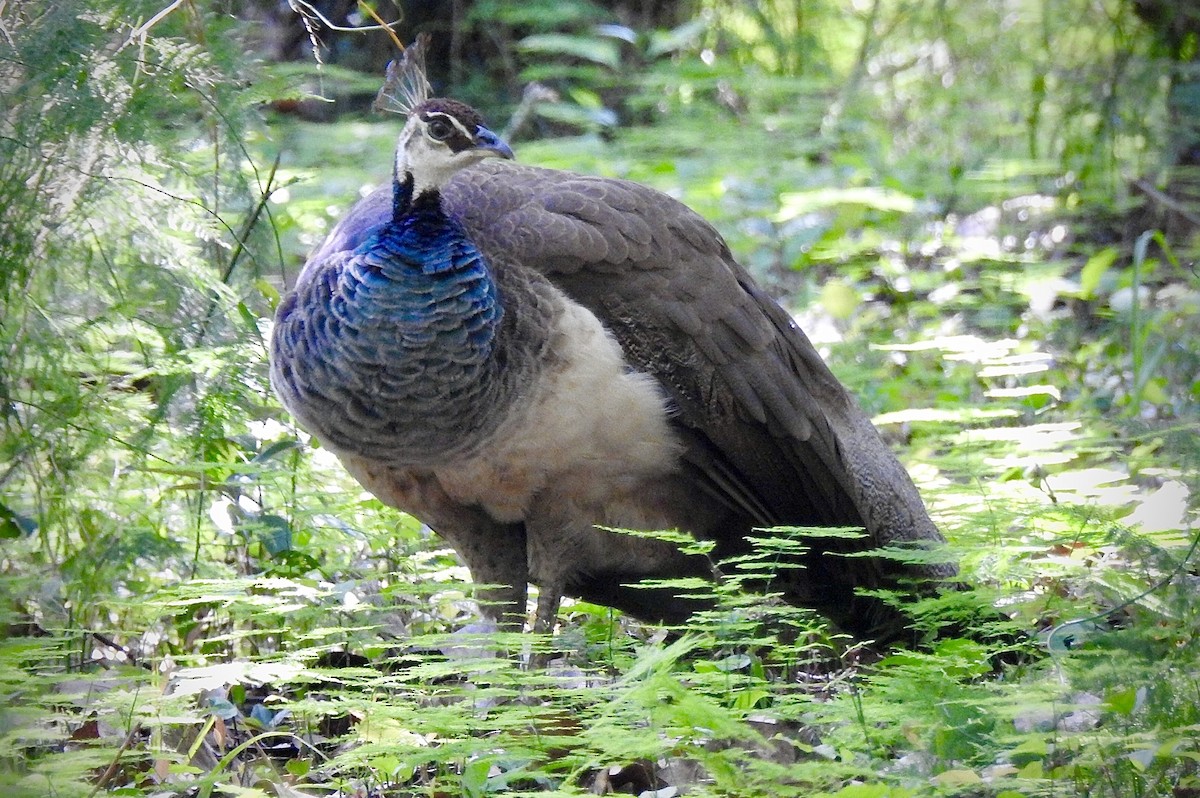 Indian Peafowl - ML242772931