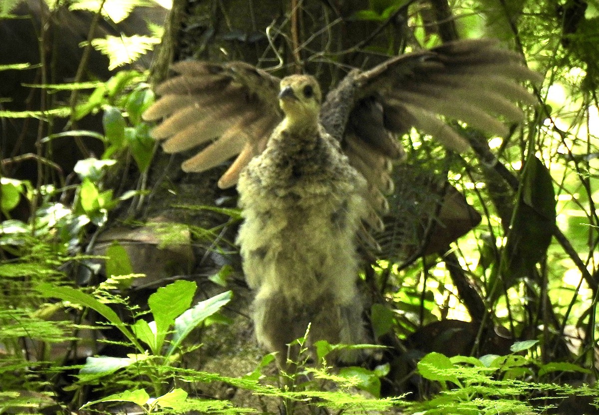 Indian Peafowl - ML242773001