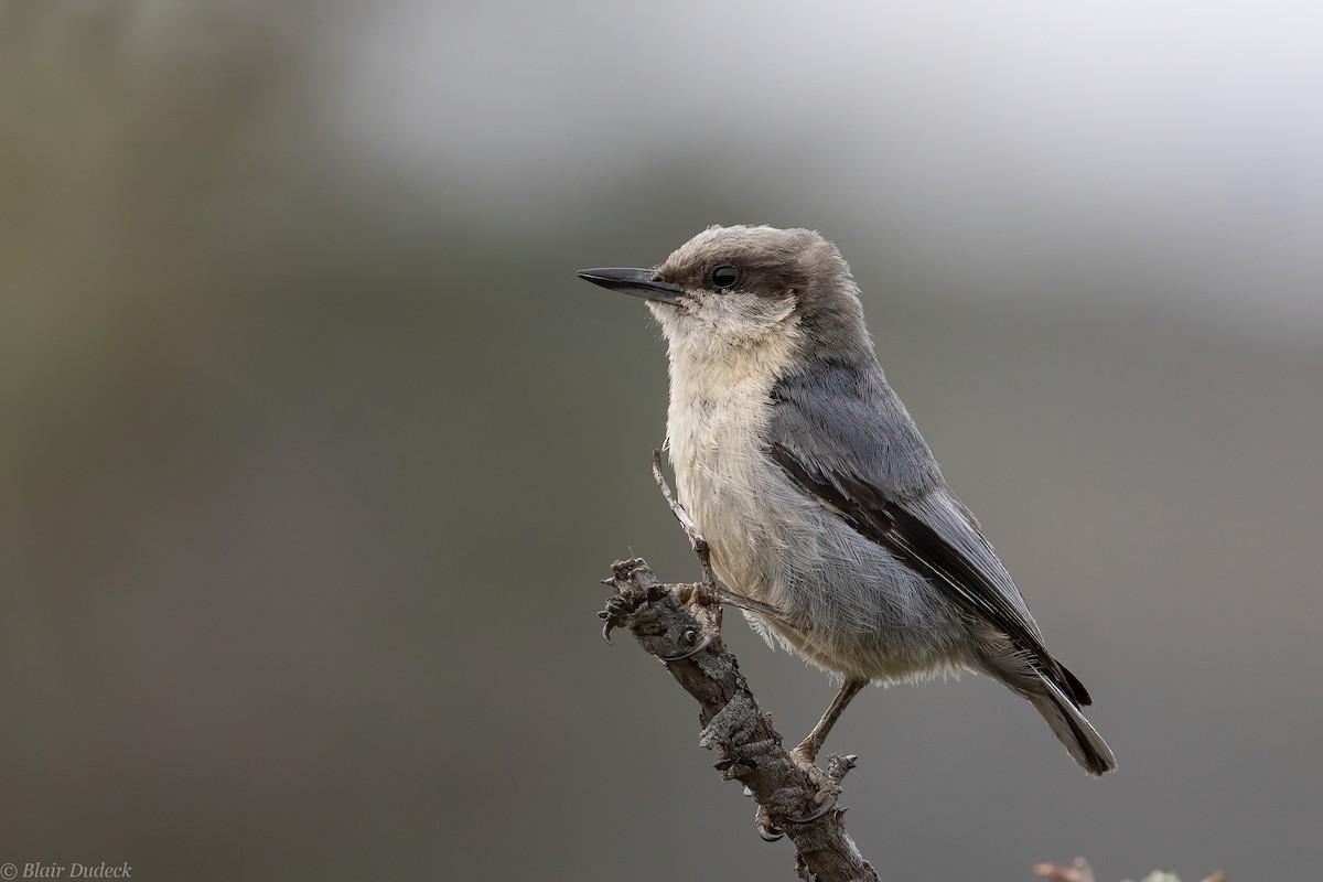 Pygmy Nuthatch - Blair Dudeck