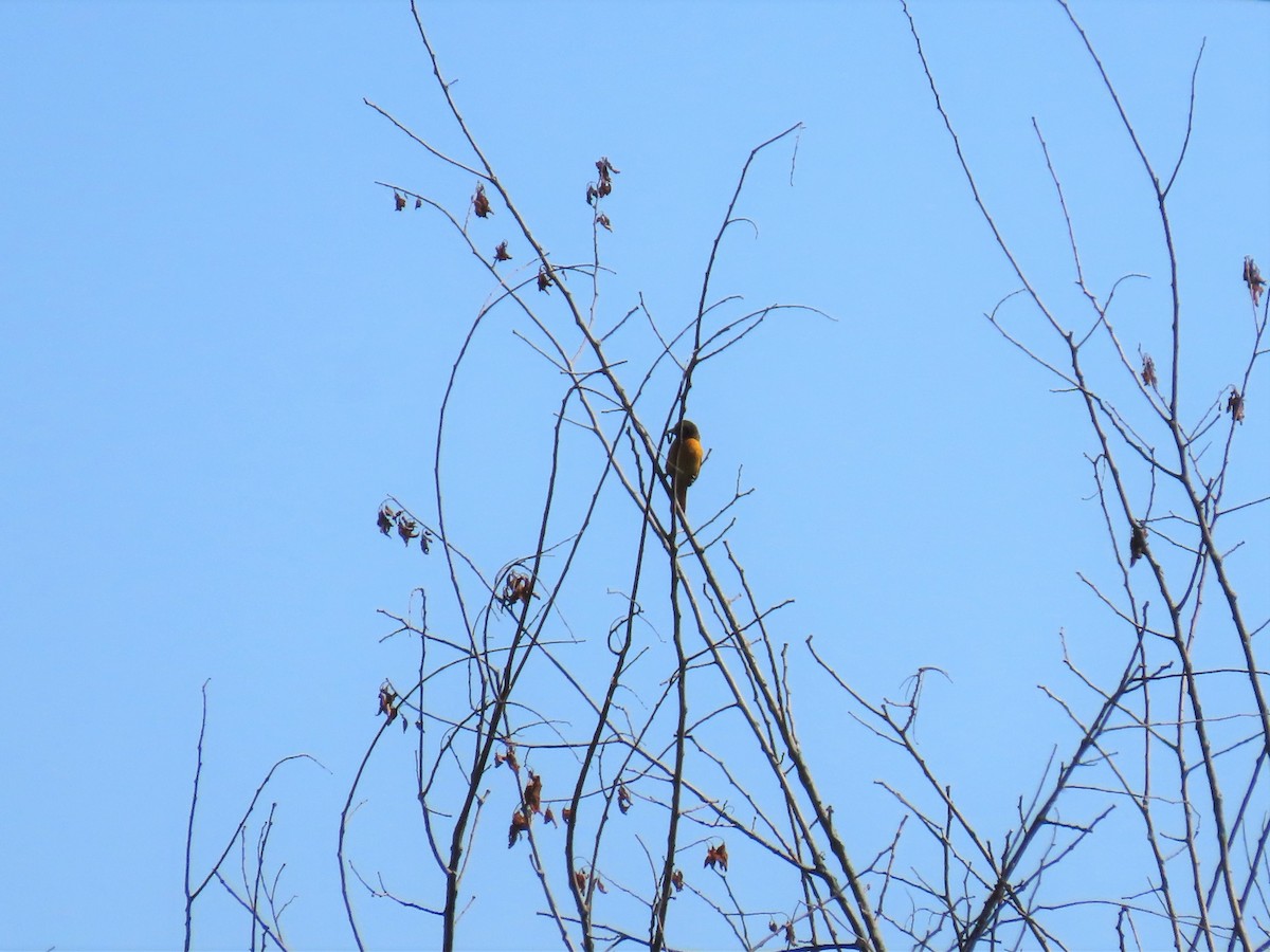 Baltimore Oriole - ML242775561