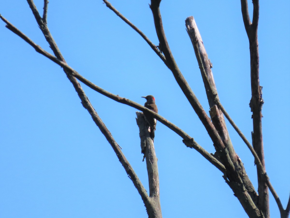 Northern Flicker (Yellow-shafted) - ML242775871