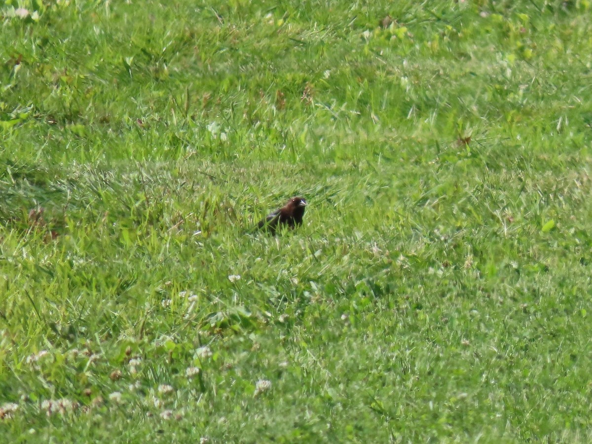 Brown-headed Cowbird - ML242776531
